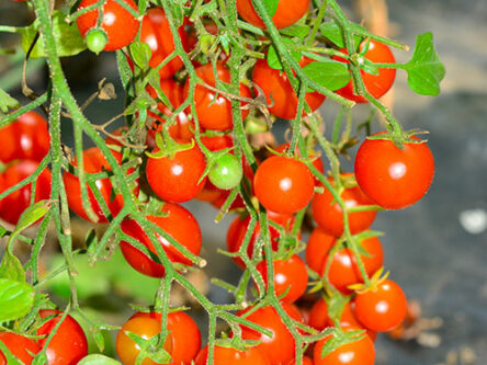 la-Houlette-maraichage-biologique-exploitation-tomates-cerises-rouges-4-af