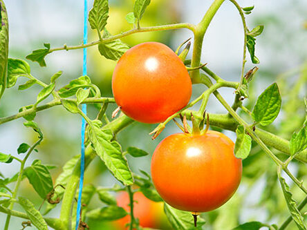 la-Houlette-maraichage-biologique-exploitation-tomates-rouges-1-af