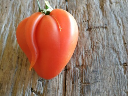 la-Houlette-maraichage-biologique-tomate-9